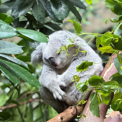 Lachlan Rowley Koala bear snoozing in among leaves and branches.