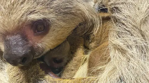 Durrell A close-up of a sloth holding onto its baby in its arms.