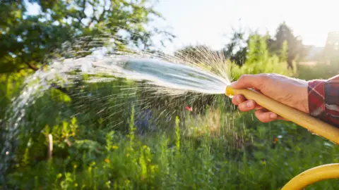 A hand holding a hosepipe which is spraying water at plants on a sunny day