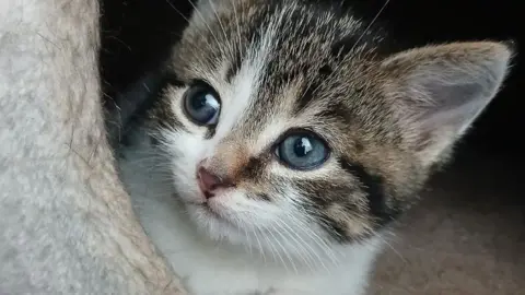 JELD-WEN A kitten with blue eyes sits in a basket