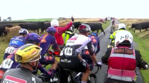 Riders on the Tour of Britain stop as cattle crosses the road