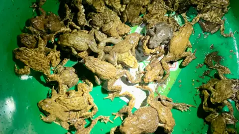 Tim Martin More than 20 toads gathered in a green bucket.