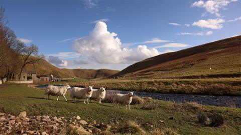 Sheep on moorland at Upper Coquetdale in Northumberland near a river with house in the background