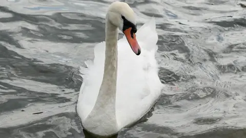 A white adult swan on grey water. It is heading towards the viewer, with its neck up and head tilted to the right. 