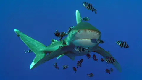 A shark in the Red Sea surrounded by fish.