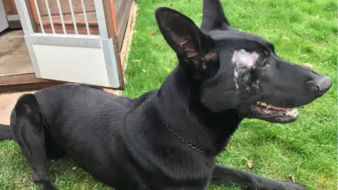 West Midlands Police A dog lies on a lawn. The dog has black fur and an injury above its right eye.