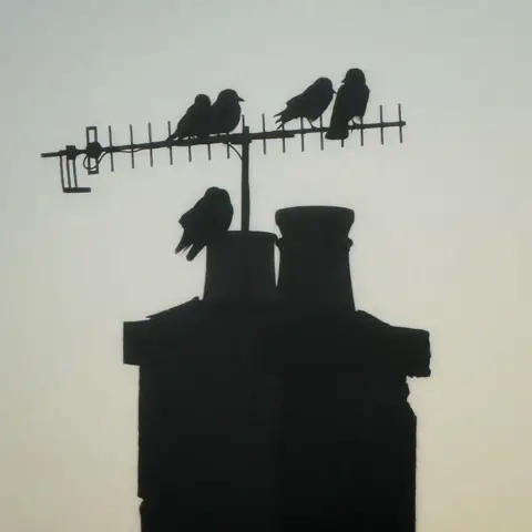 Aileen Gillies Silhouette of five birds sitting on an aerial and chimney stack.