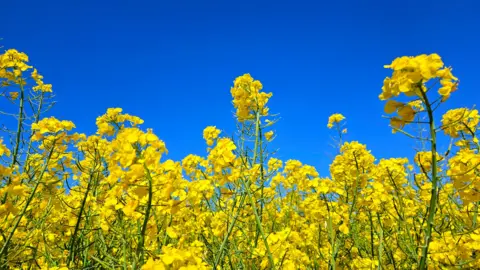 Yellow rape seed flowers with intense blue sky behind