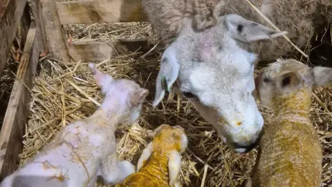 A sheep leaning down to her three baby lambs. They are stood on hay and the lambs still have yellow on them.