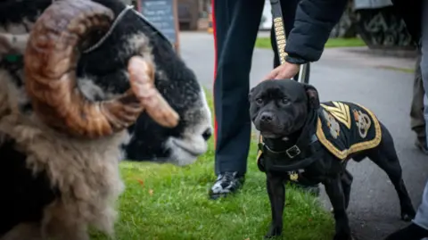 Mercian Regiment Private Derby XXXIII with Sgt Watchman VI (the mascot for The Staffordshire Regiment Association, which is an antecedent Regiment of The Mercian Regiment) at The Staffordshire Regiment Museum - September 2024