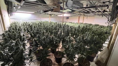 A room full of cannabis plants