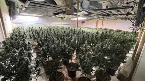 West Mercia Police A room full of cannabis plants