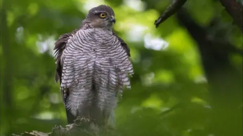 A goshawk, showing its distinctive striped chest feathers in a woodland setting