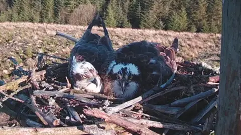 Kielder Osprey Partnership Two ospreys huddled together, side by side, in their nest - which is the same nest as before, so likely the same two birds.
