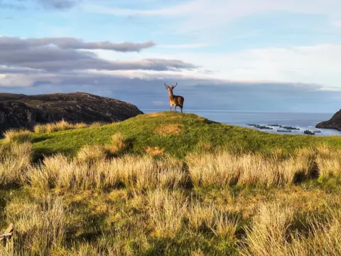 Douglas Baillie A lone stag standing on a grass cliff top.