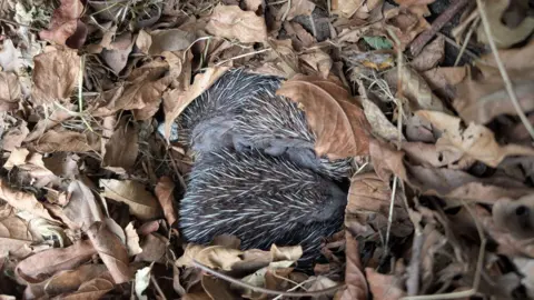 Dorset Hedgehog Rescue Two hoglets laying among dry brown leaves.