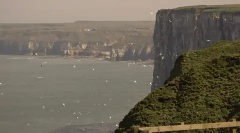 Chalk cliffs rise from a green-blue sea. Dozens of white birds can be seen flying around the green-topped cliffs. 