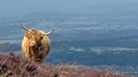Kirsty White A shaggy Highland cow stands on a hillside covered in purple heather, overlooking a broad landscape of fields and hills. In the distance, a large steel bridge spans an estuary beneath a hazy sky.