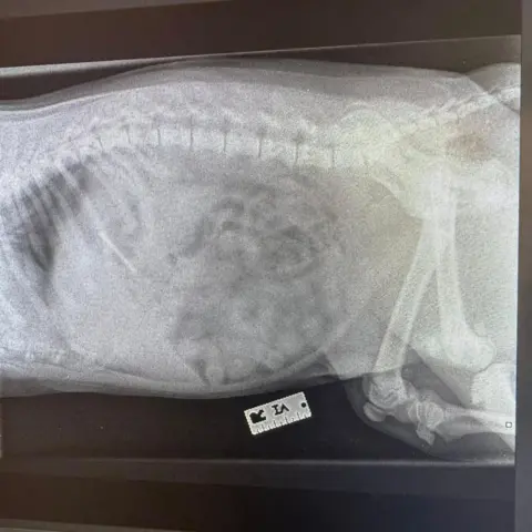 Teme Veterinary Practice An X-ray of a dog's stomach after it has eaten a razor blade.