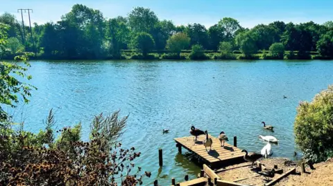 Geese, swans and other water birds swimming in a lake on a sunny day. Several birds are standing on a short wooden pier by the lake, which is surrounding by vegetation.