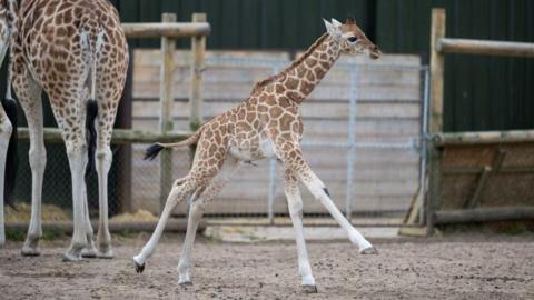 Baby giraffe running around an enclosure 