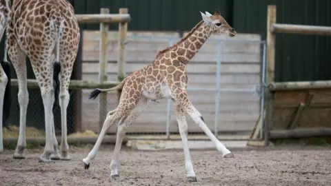 West Midlands Safari Park Baby giraffe running around an enclosure