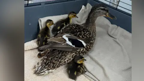 Swan Lifeline A duck and three ducklings next to her lying on a grey towel.