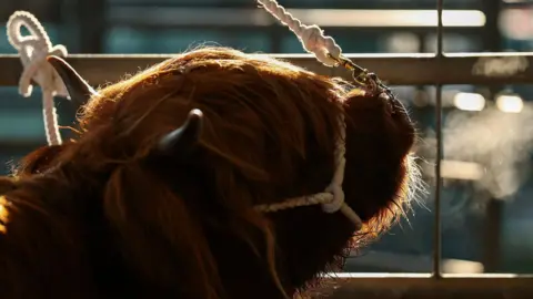 Getty Images/Jeff J Mitchell A highland cow with breath visible is held by its nose on a rope and tied to a fence