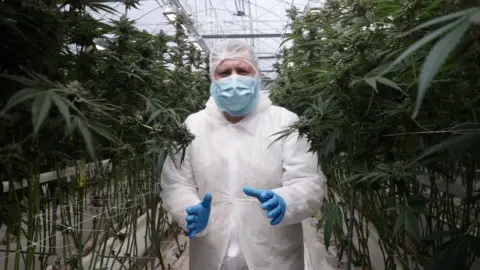 Adam Clarkson dressed in white PPE overalls and gloves, a face mask and hair net. He is inside a cannabis green house surrounded by plants.