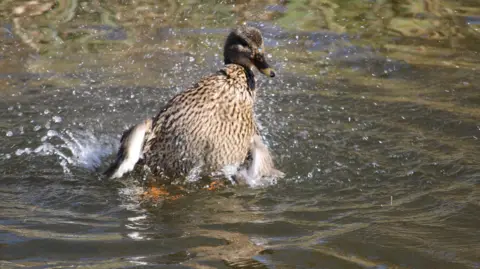 Jue26/BBC Weather Watchers A duck with a mix of light brown and dark feathers, splashes on the surface of a body of water. 