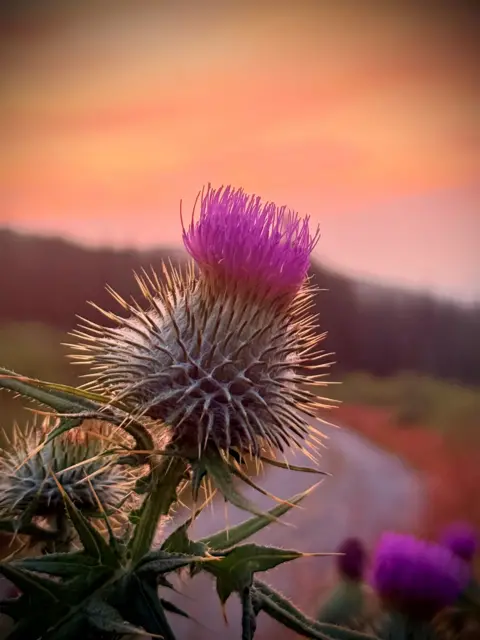 Ronnie MacLennan A thistle in bloom taken against an orange sky