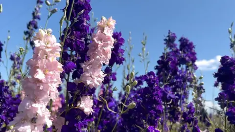 John Fairhall / BBC Purple and pink flowers in the foreground with a blue sky behind them 