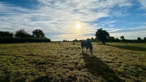 Wiff A horse grazing in the morning sun