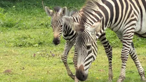 A baby zebra is wandering through a field with a larger zebra walking closely alongside it. 