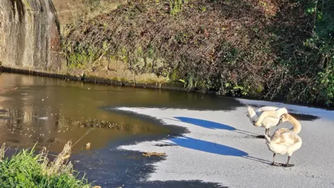 exmoorz/BBC Weather Watchers Tiverton in Devon on 5 January. Two swans stood on ice. There are bushes in the background and a tunnel. 