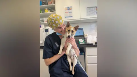 The Cotswolds Dogs and Cats Home A vet in navy scrubs and a yellow cap with white kittens on, is holding a small Jack Russell, Corgi cross sitting in a veterinary clinic