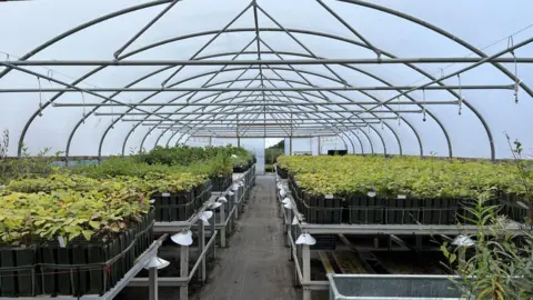 Trays of seedlings and small trees in a polytunnel