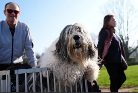 A sheepdog is perched up on a metal fence. Behind her is a man in sunglasses and a grey jacket and a woman is walking to the side of the dog wearing dark clothing and a pink patterned scarf