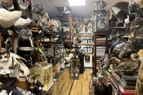 Leigh Milner/BBC A wide view of what looks like a museum or shop with shelves and cabinets full of stuffed animals