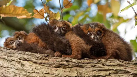 West Midlands Safari Park Three lemurs are resting together facing the camera. Branches are in the background.