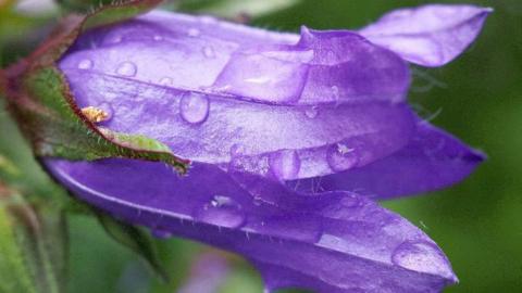 Rain droplets on a purple flower
