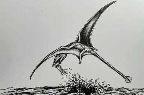 PA A black and white illustration of the pterosaur campylognathoides plucking a squid out of the sea with its mouth.