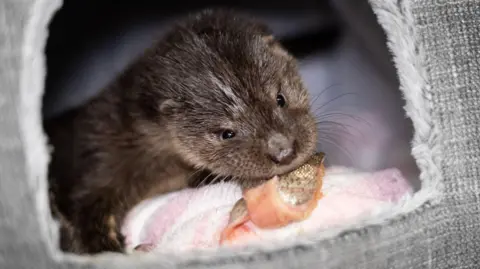 South Essex Wildlife Hospital Otter in a cloth house sitting on a pink and white striped blanker eating a large piece of trout