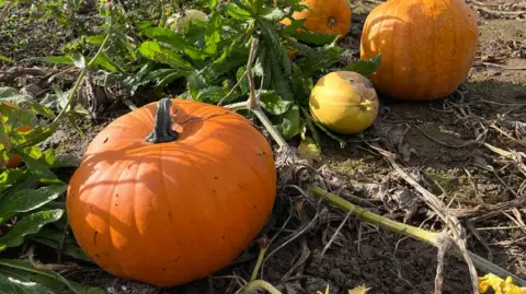 Orange pumpkin close up in field with other pumpkins in background