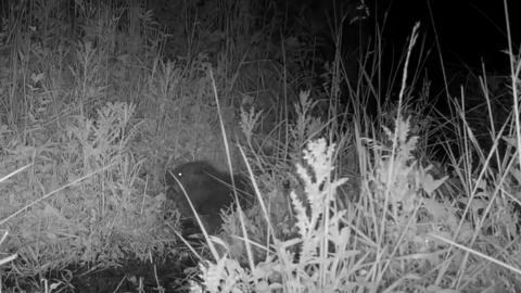 A kit pictured at night-time in shrubbery in a black and white picture taken by a nightcam