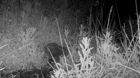 A kit pictured at night-time in shrubbery in a black and white picture taken by a nightcam