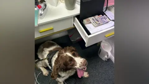A brown and white cocker spaniel is pictured near a cash register with stacks of cash inside it.