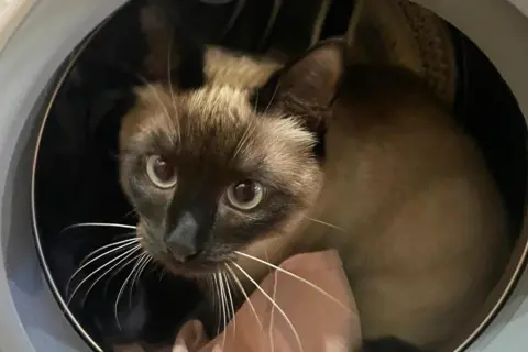 Nichola Lloyd A Siamese cat, which has a dark face and dark ears, with the rest of his body a creamy colour in a washing machine drum.