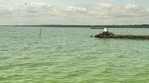 Lough Neagh from the shore, the water is a bright green colour. 