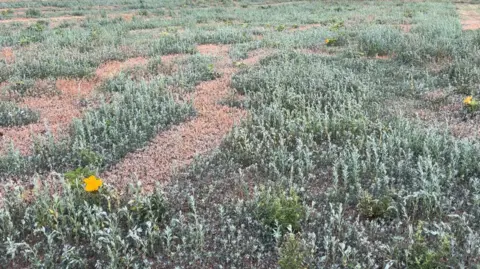 Luke Deal/BBC An agricultural field where there are some brown patches due to the hot weather.